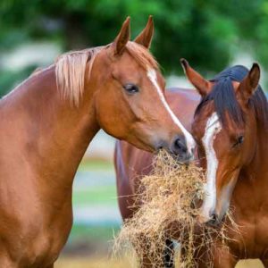 Horse Diet Evaluation