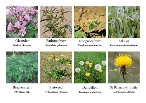 Poisonous Plants found in your Horse Paddock | Ranvet