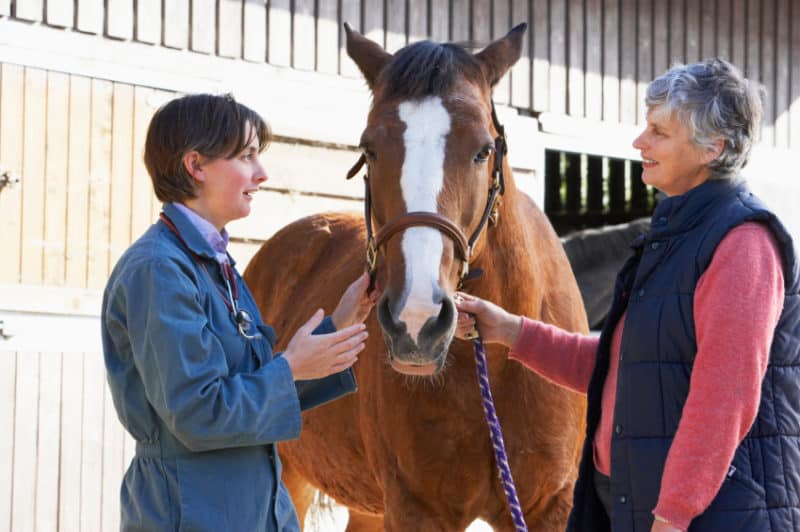  Careers In The Equine Industry Possible Career Paths Ranvet