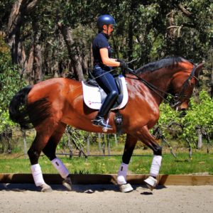 Correct Dressage bit