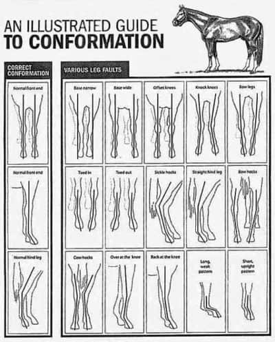 Good Conformation in a Yearling | Ranvet