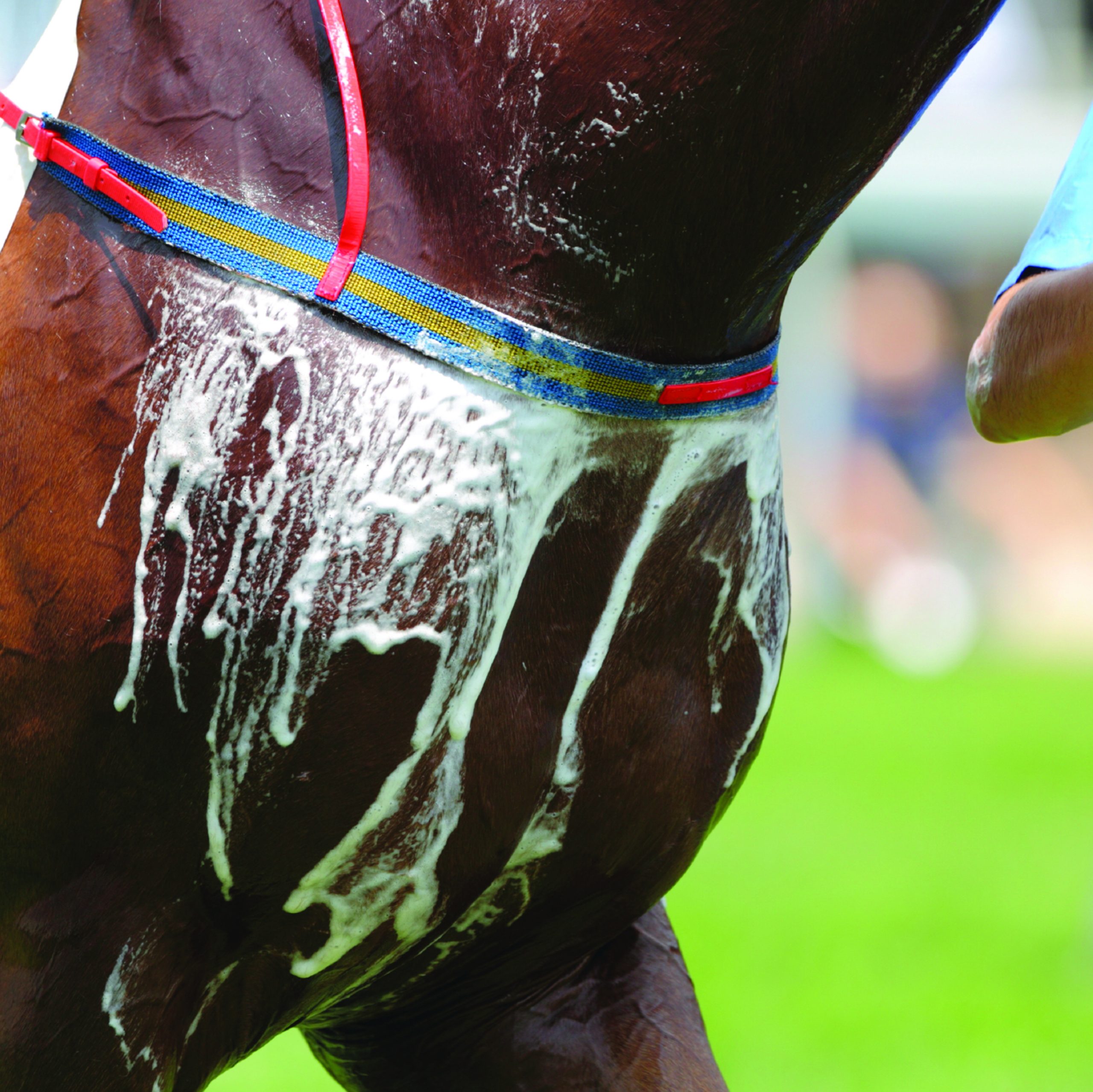 Sweating like a Horse- Why do Horses sweat? | Ranvet