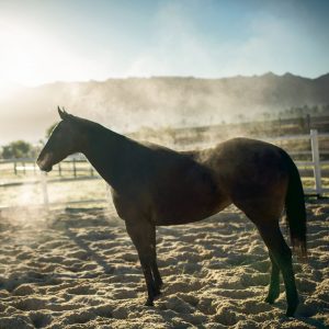 How do i know if my horse is cold?