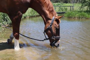 Keeping Horses Hydrated