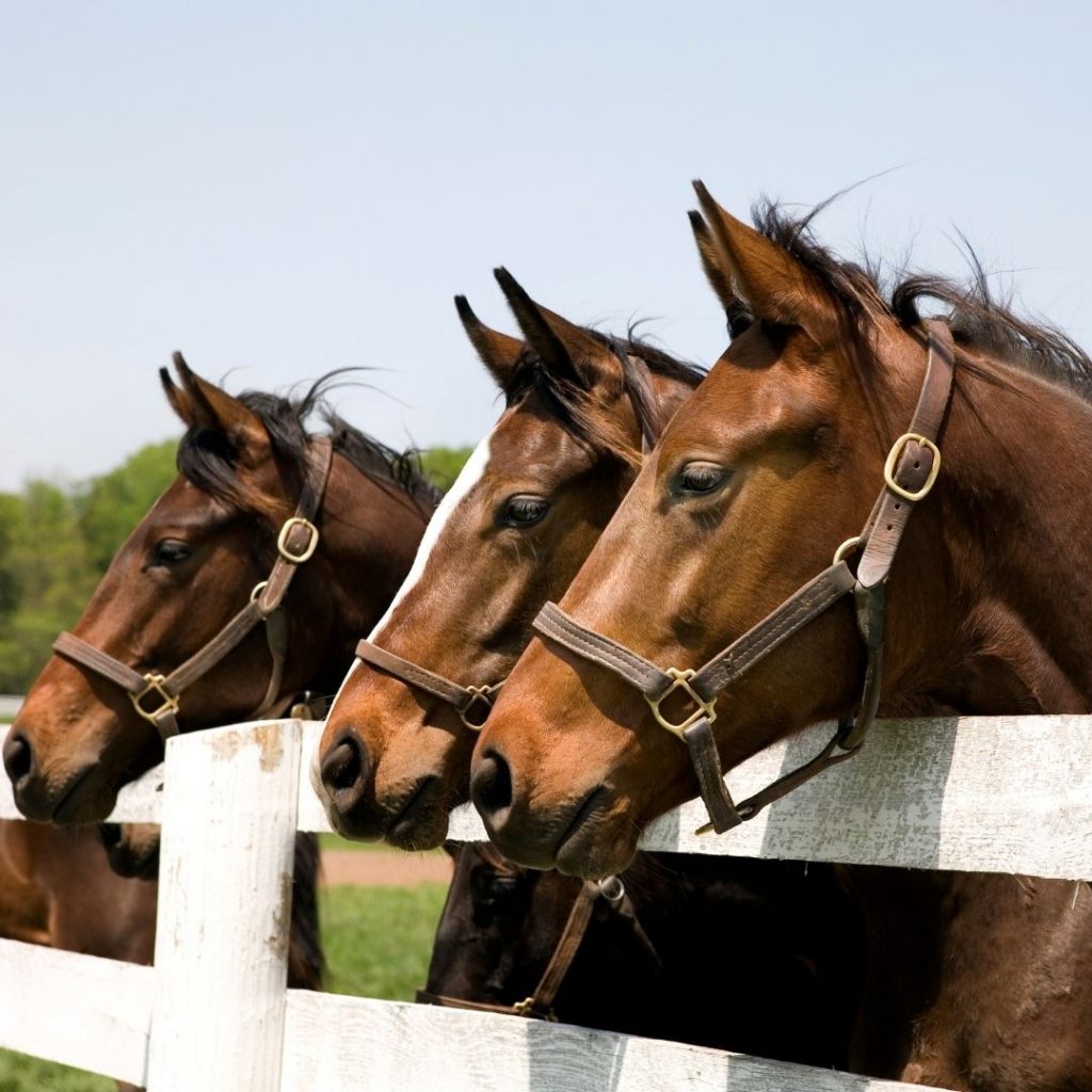 Feeding off the track thoroughbred | Ranvet