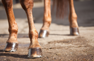 Horse legs