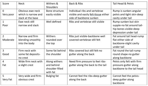 What is a horse's “Body Score”? | Ranvet