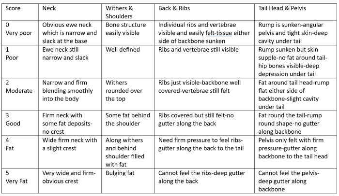 What is a horse's “Body Score”? | Ranvet