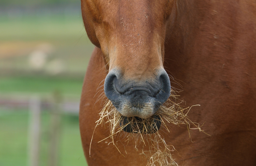 How Much Does It Cost To Feed a Horse Ranvet