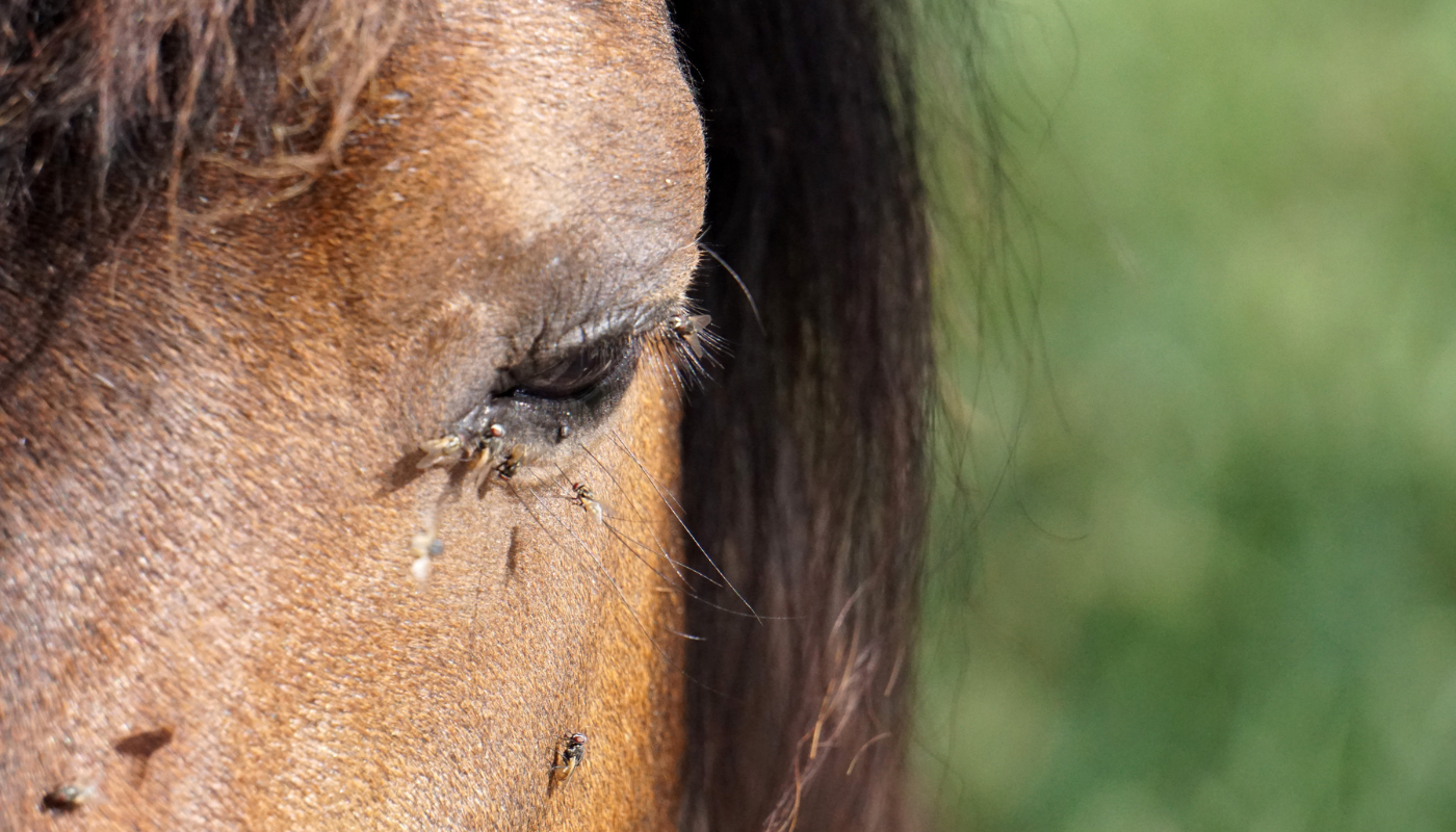 horse fly bite