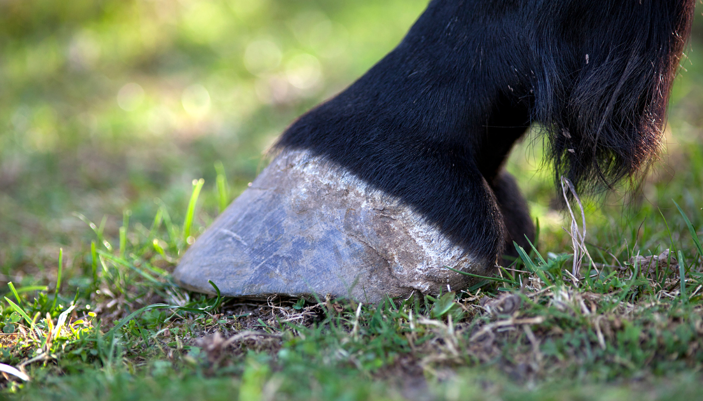 Horse Hoof - Biotin