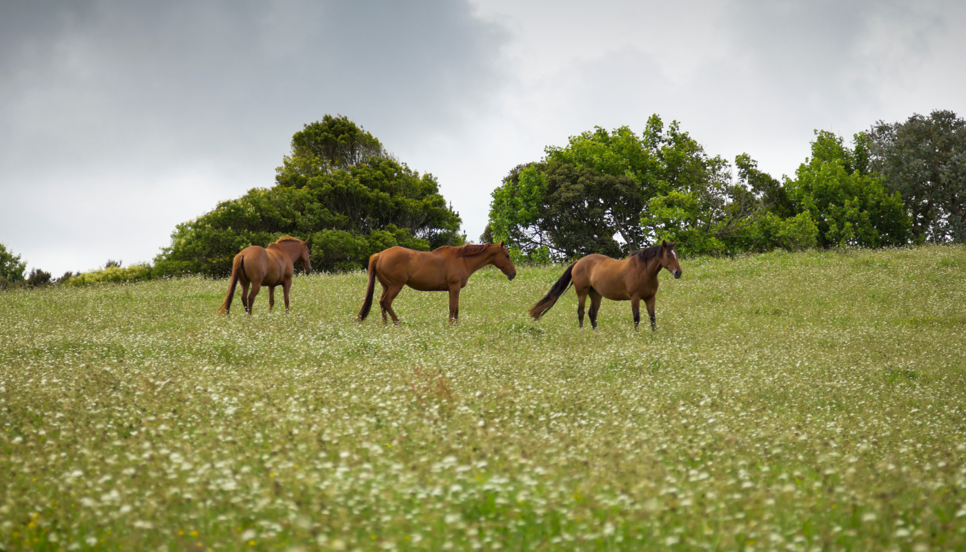 horses grazing in a paddock, eating roughage