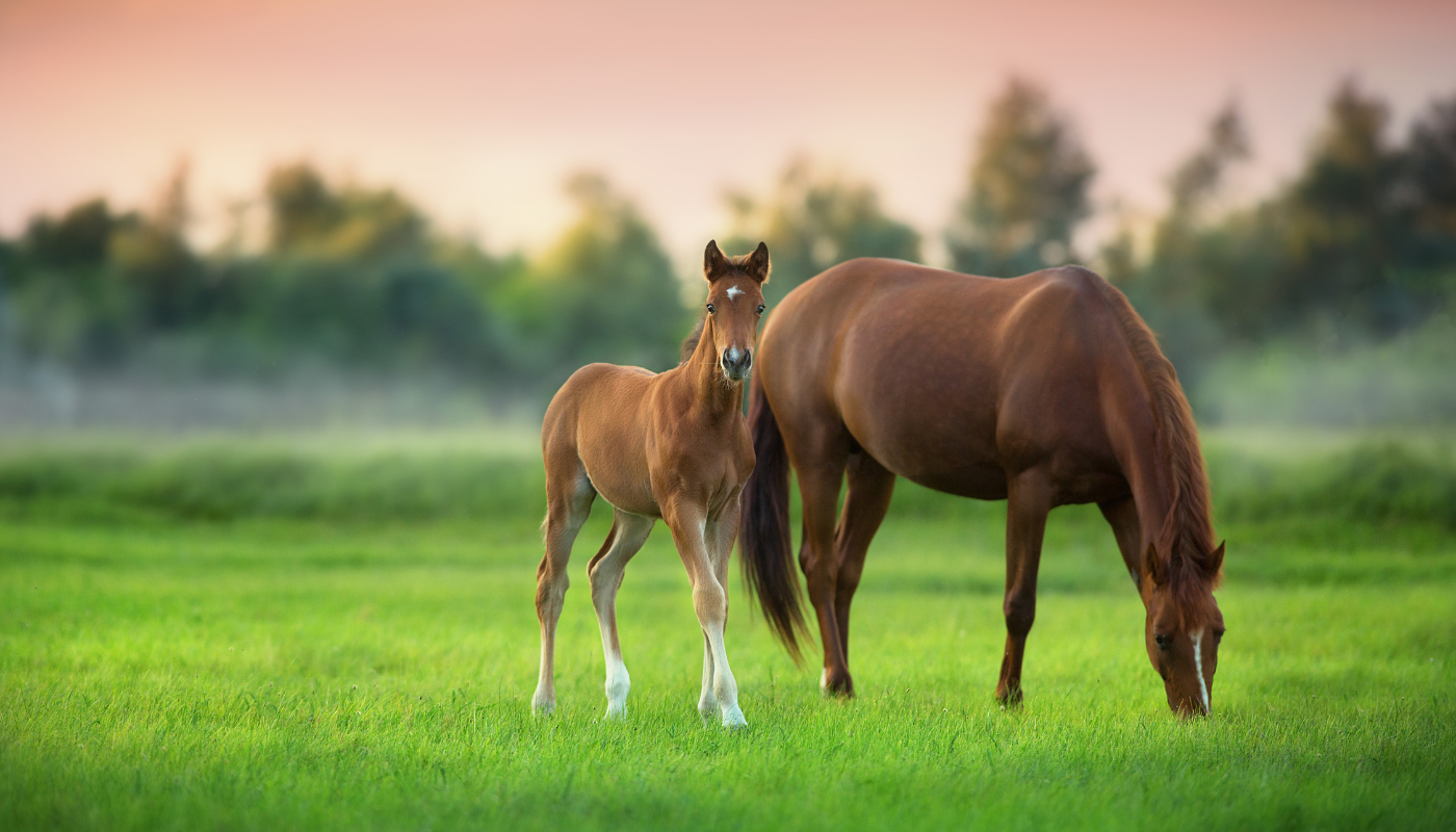 Feeding my foal