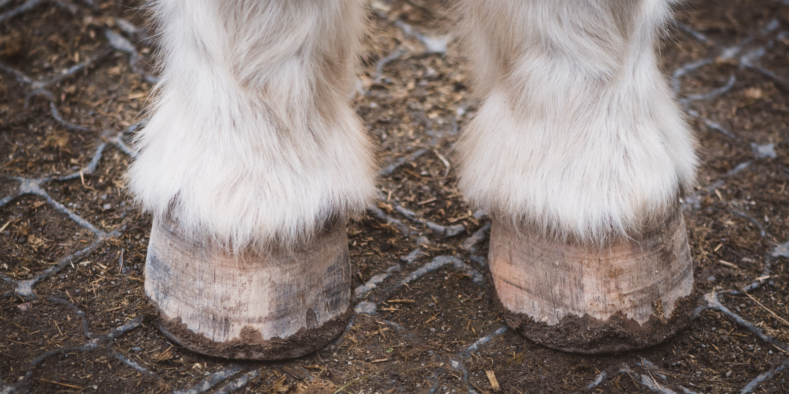 Hoof supplement