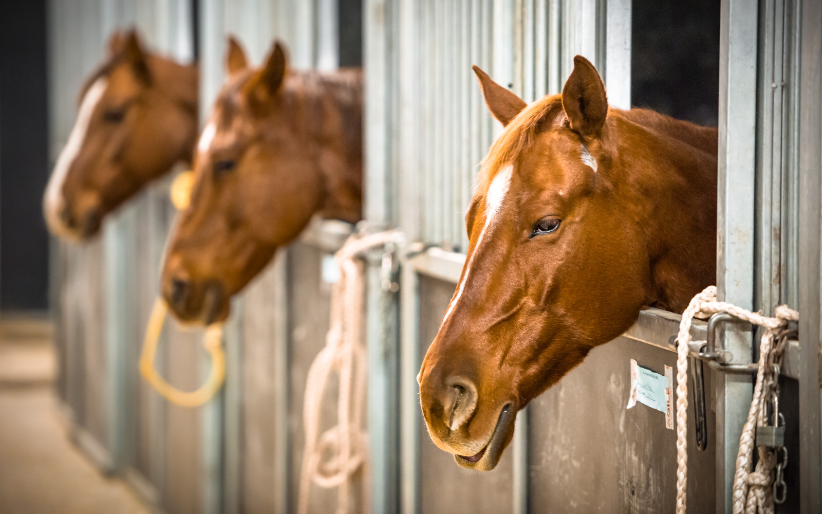 Horse - Stable Rest